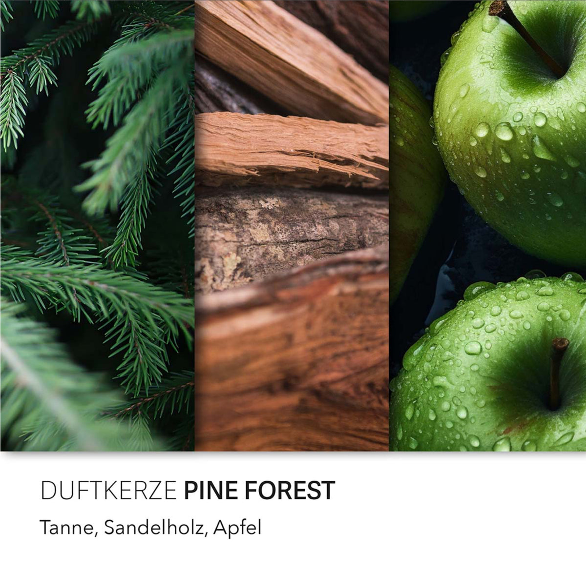 Pine Forest & Christmas Tree