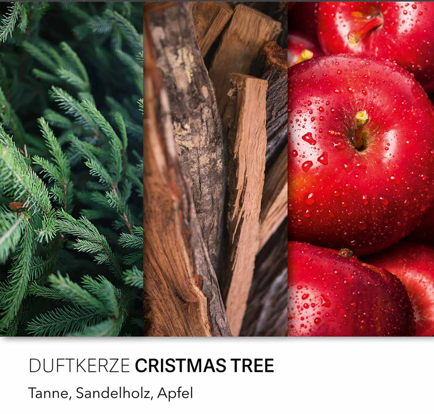 Pine Forest & Christmas Tree